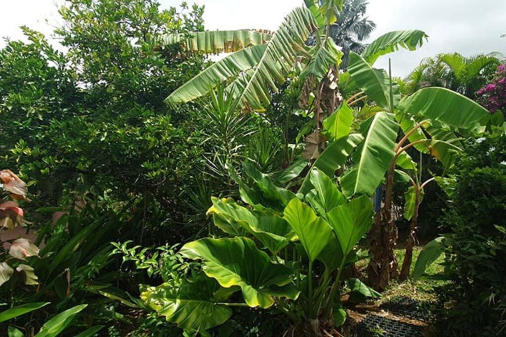 Bungalow Vue Mer Avec Jardin 圣吕斯 外观 照片